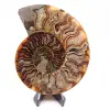 Ammonite coupée une pièce - 0