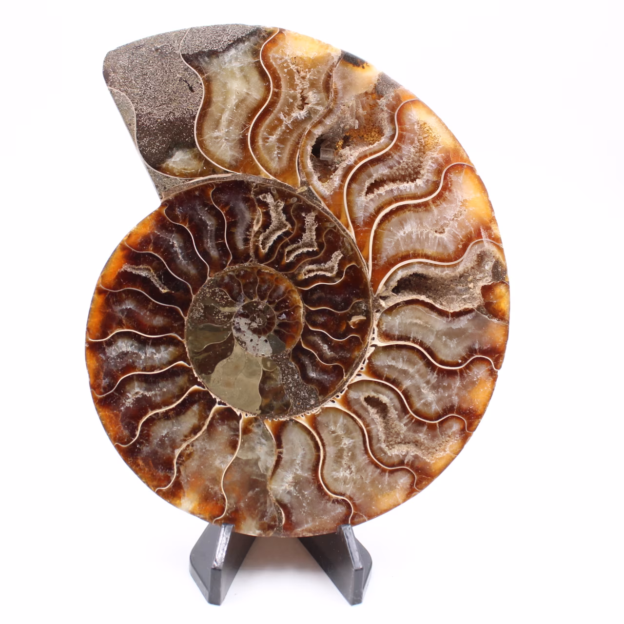 Ammonite coupée une pièce