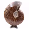 Grande ammonite fougère entière