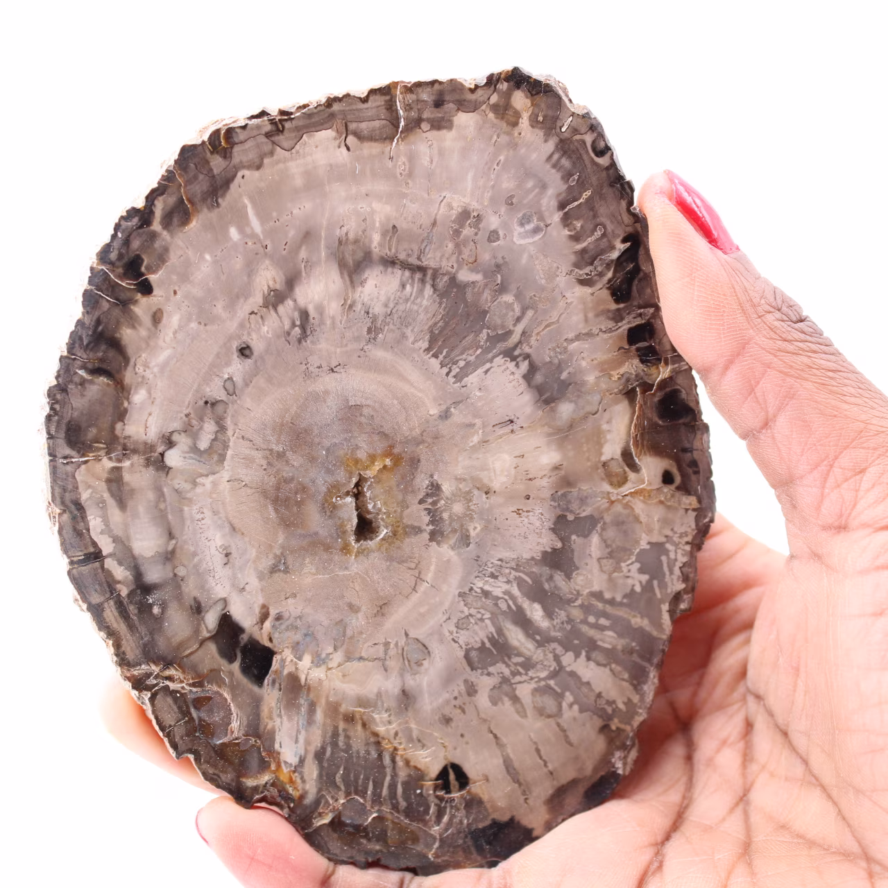 Tranche de bois fossile pétrifiée
