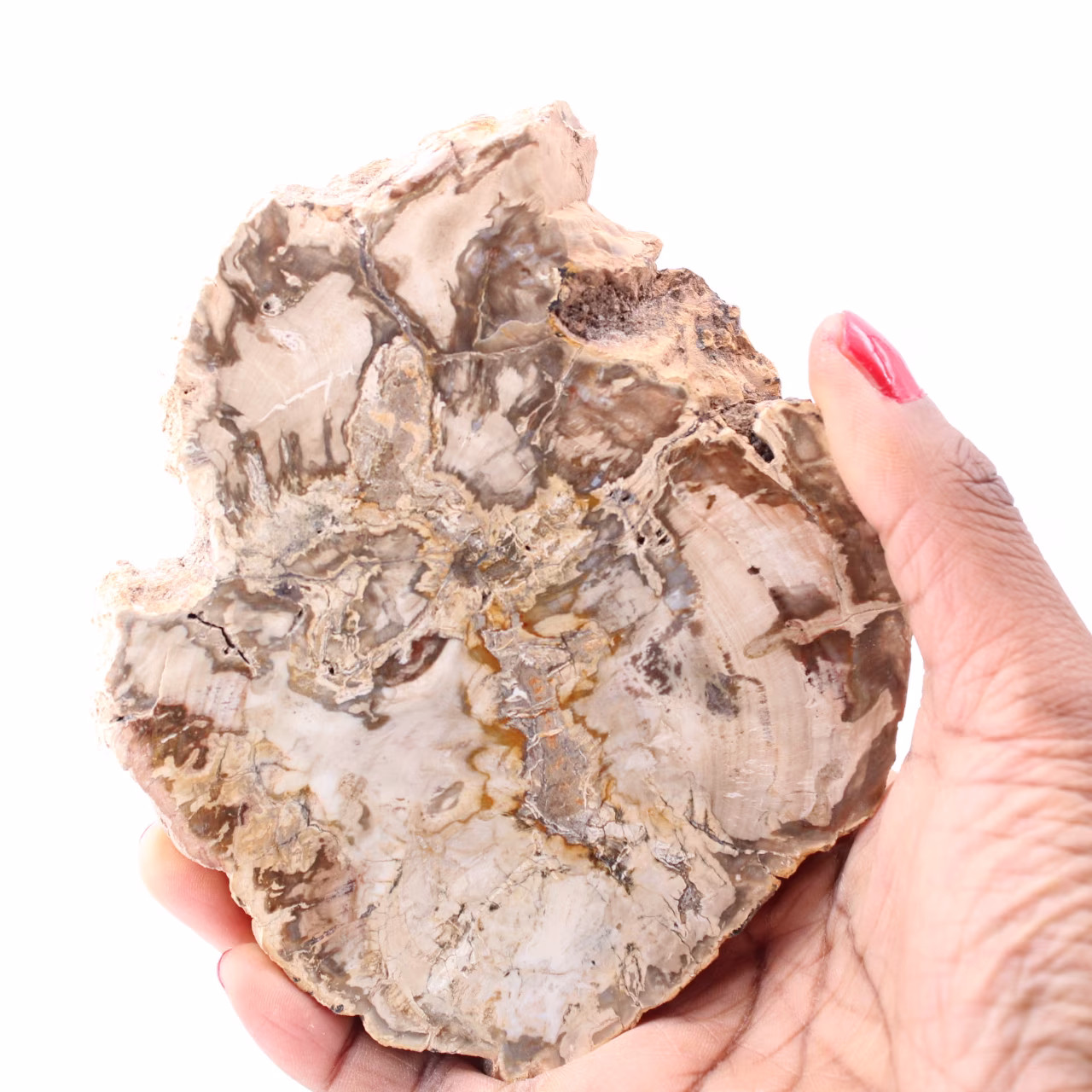 Tranche de bois fossile pétrifiée