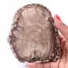 Tranche de bois fossile pétrifiée