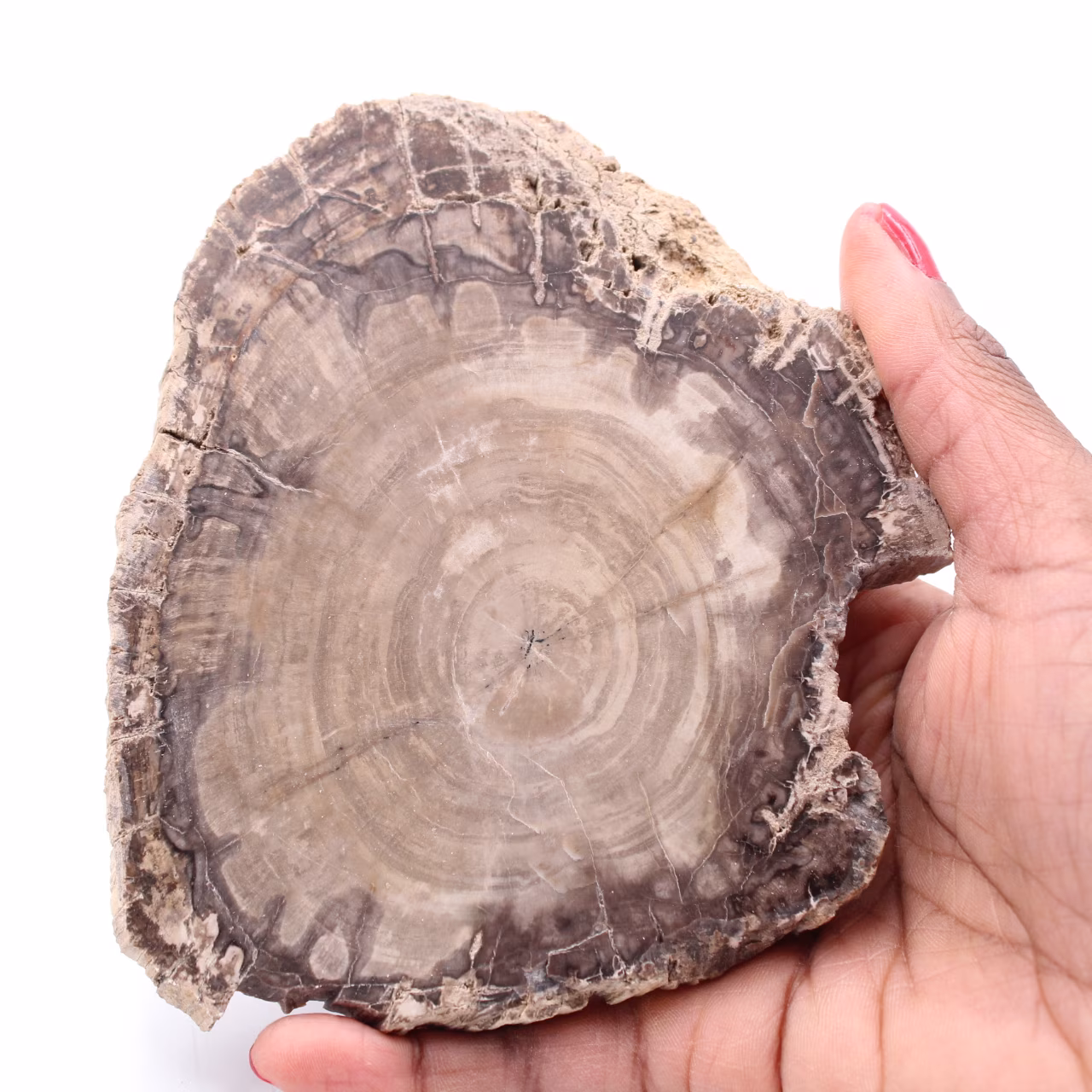Tranche de bois fossile pétrifiée