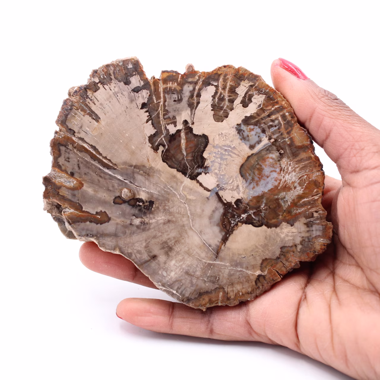 Tranche de bois fossile pétrifiée