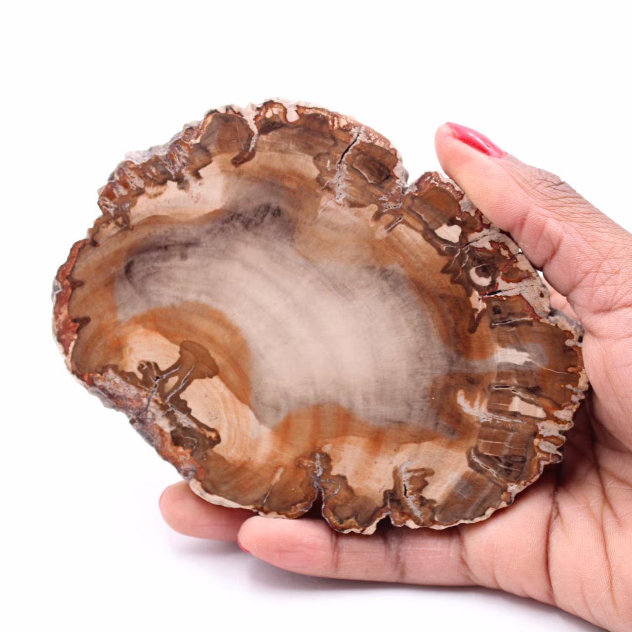 Tranche de bois fossile pétrifiée