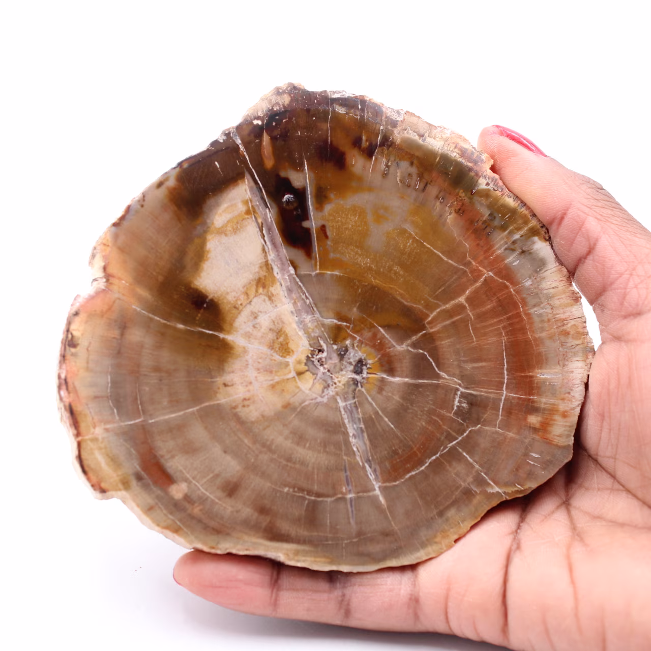 Tranche de bois fossile pétrifiée