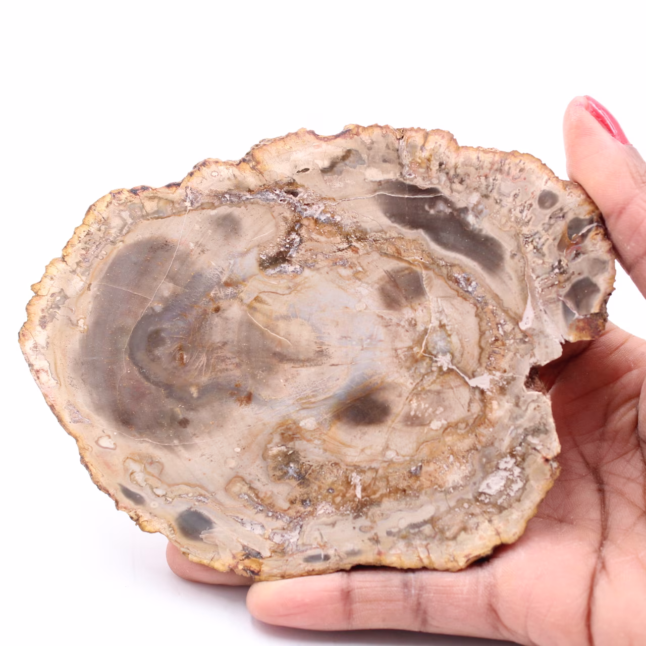 Tranche de bois fossile pétrifiée