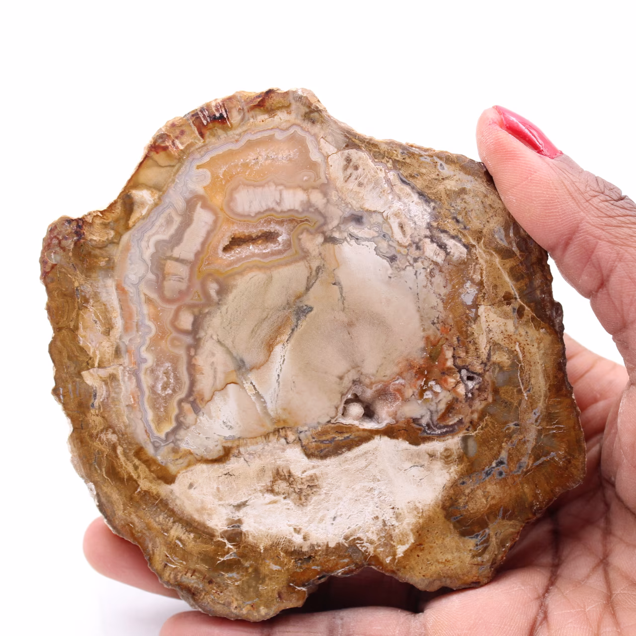 Tranche de bois fossile pétrifiée