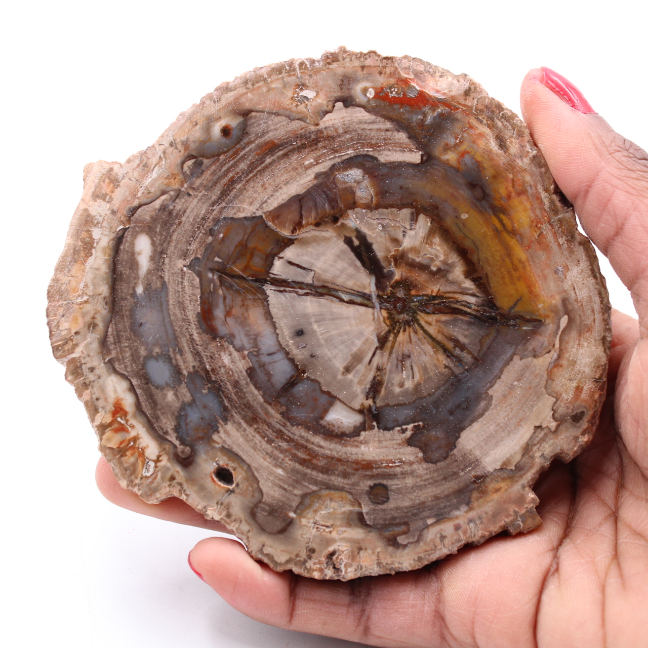 Tranche de bois fossile pétrifiée