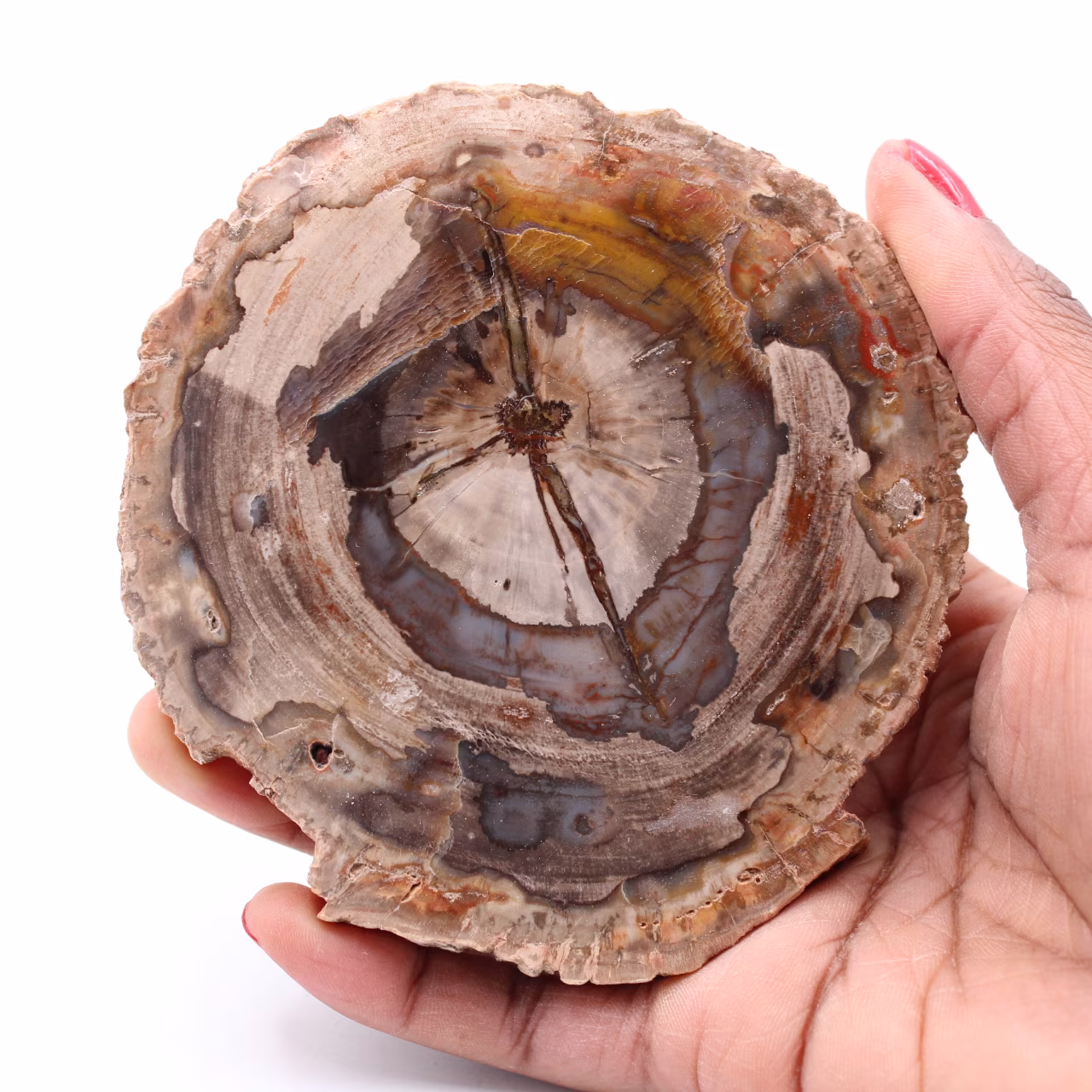 Tranche de bois fossile pétrifiée