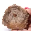 Tranche de bois fossile pétrifiée - 0