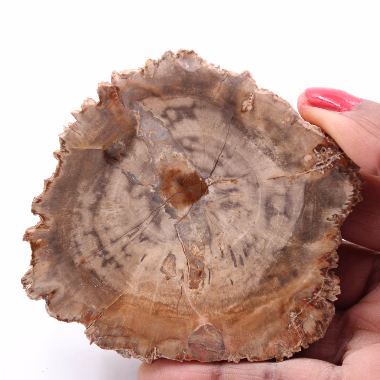 Tranche de bois fossile pétrifiée