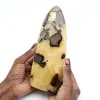 Septaria polie de Madagascar - 0
