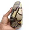 Septaria polie - 0