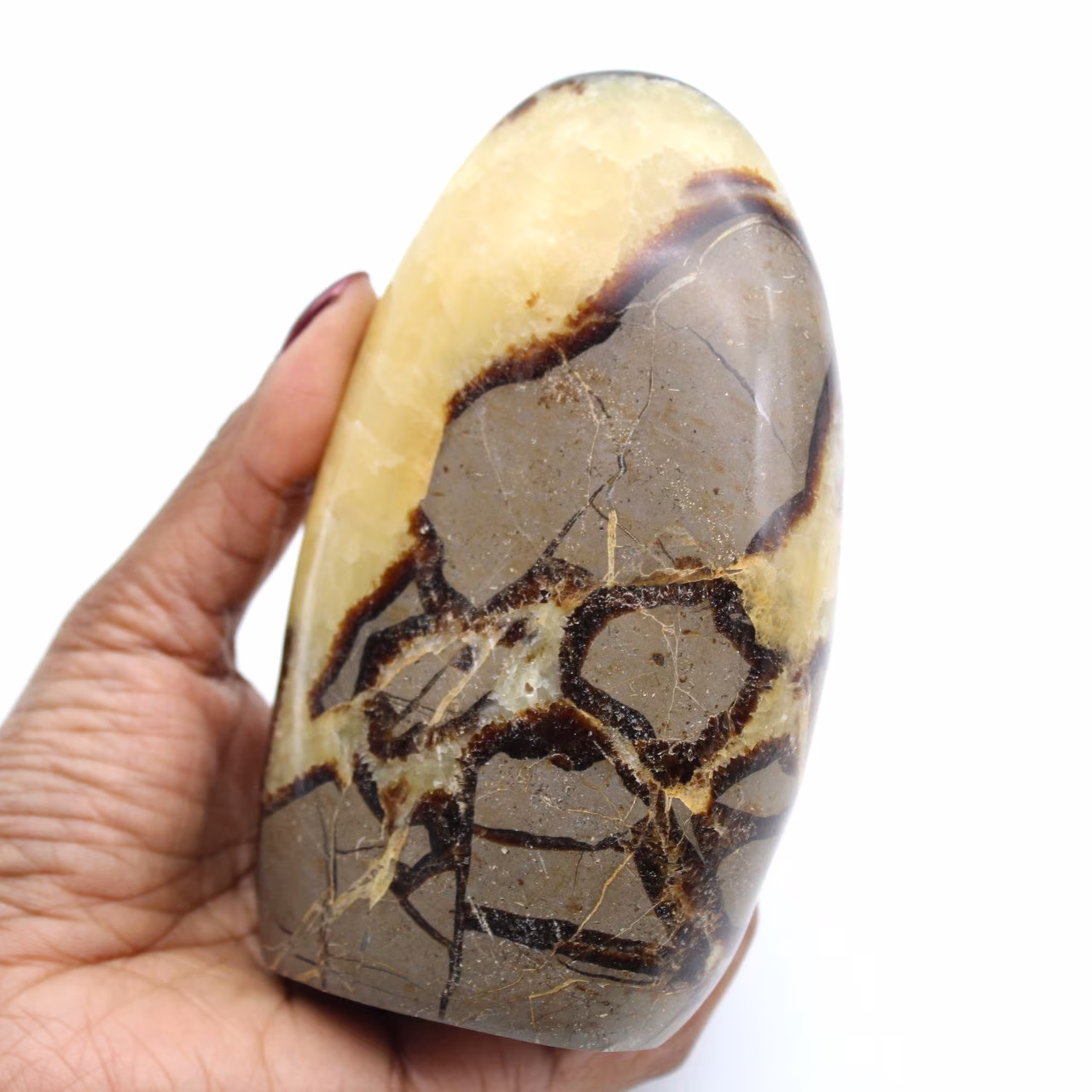 Septaria polie de Madagascar