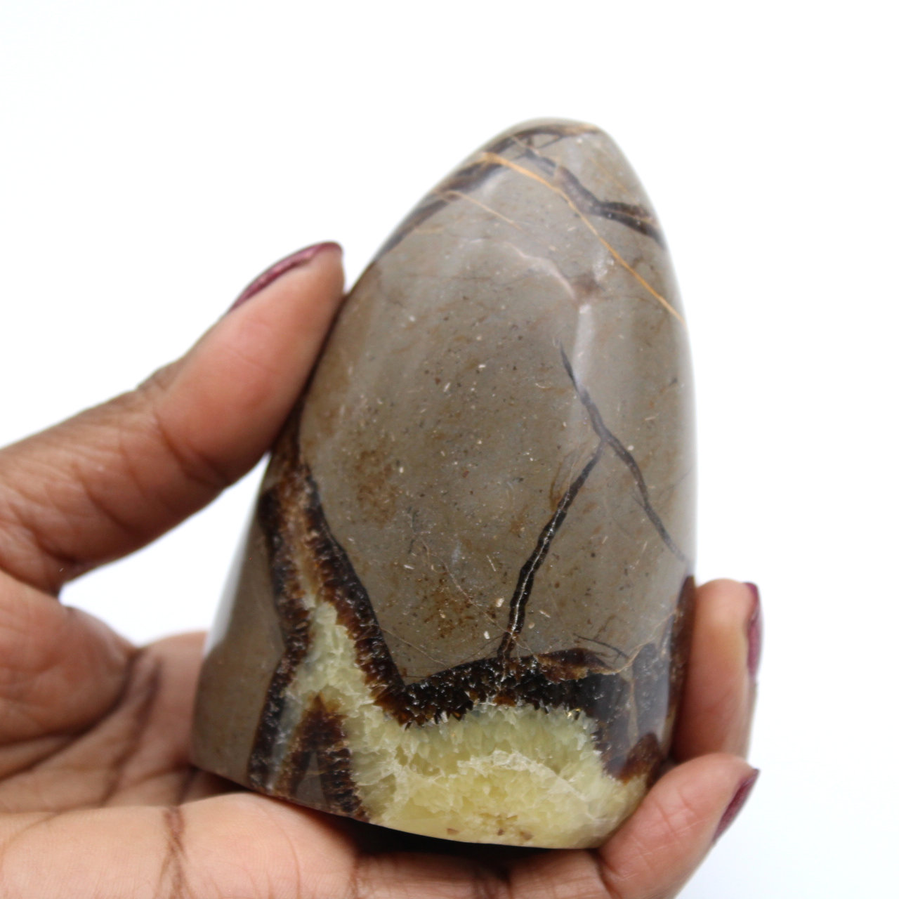 Septaria polie