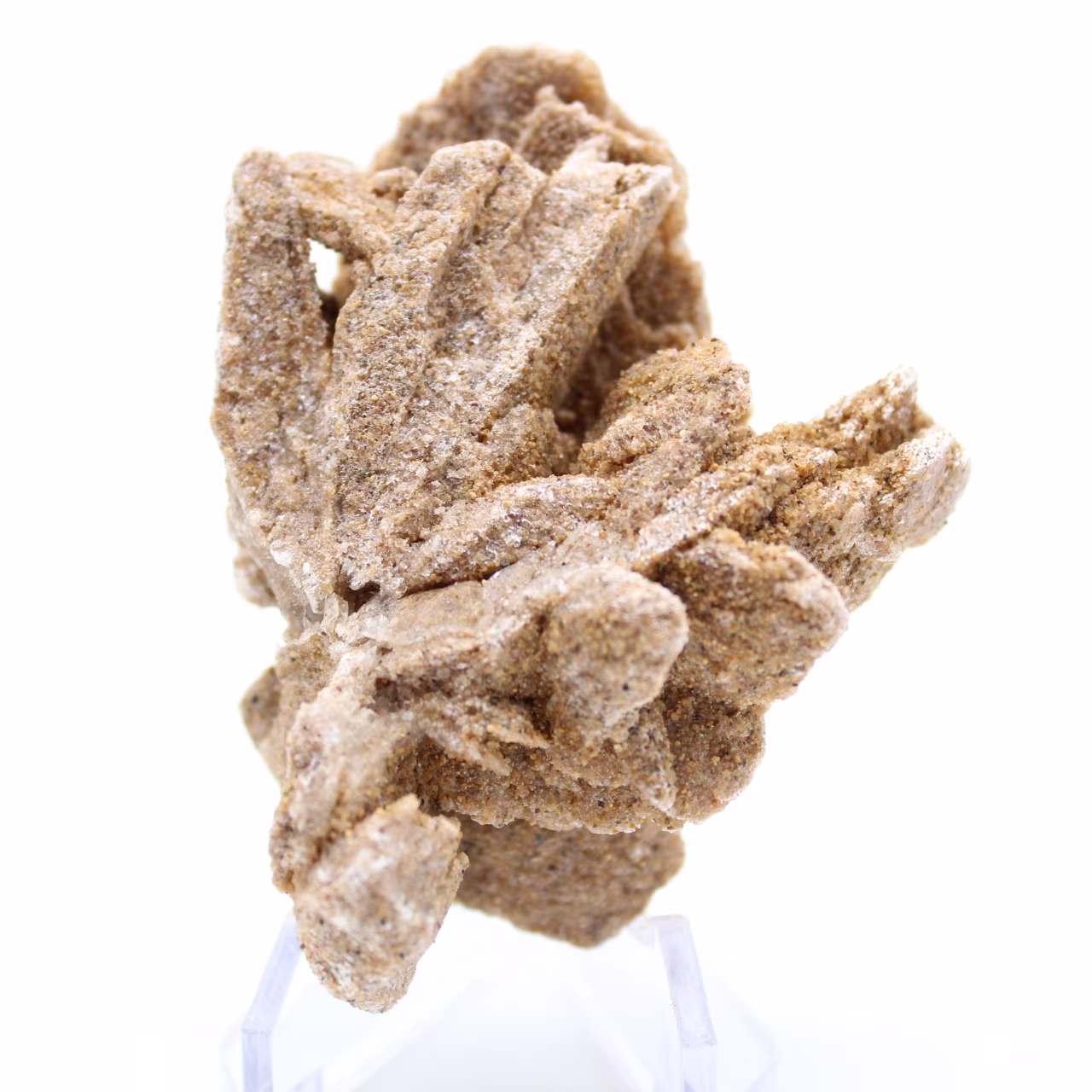 Rose des sables
