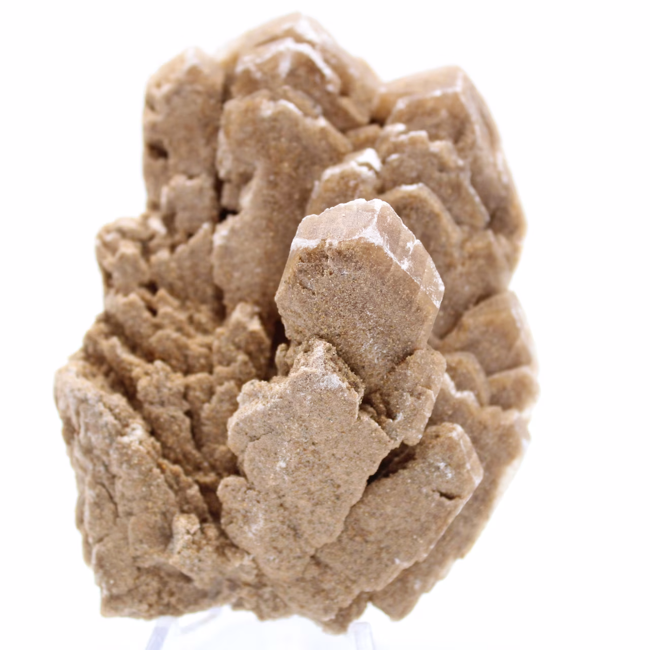Rose des sables