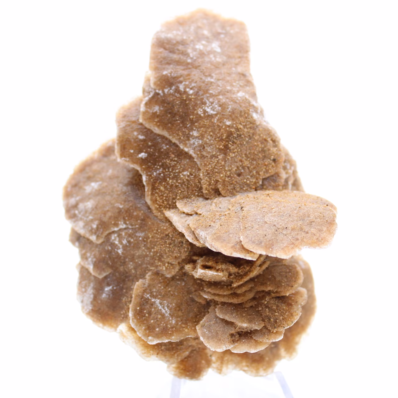 Rose des sables