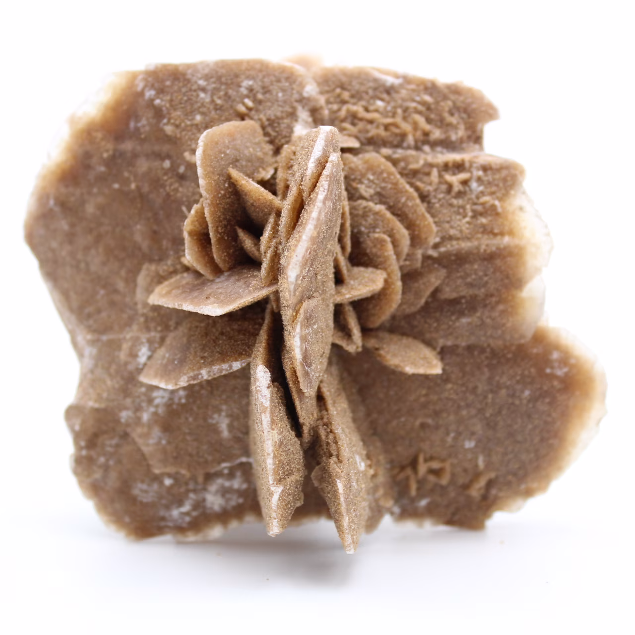 Rose des sables