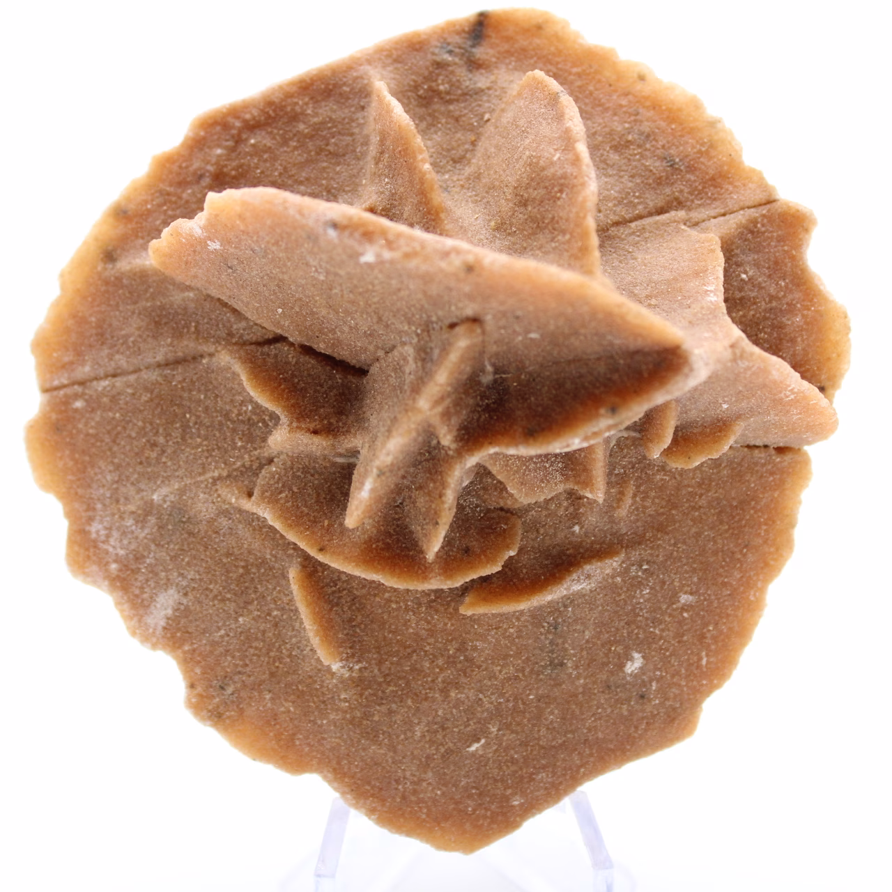 Rose des sables