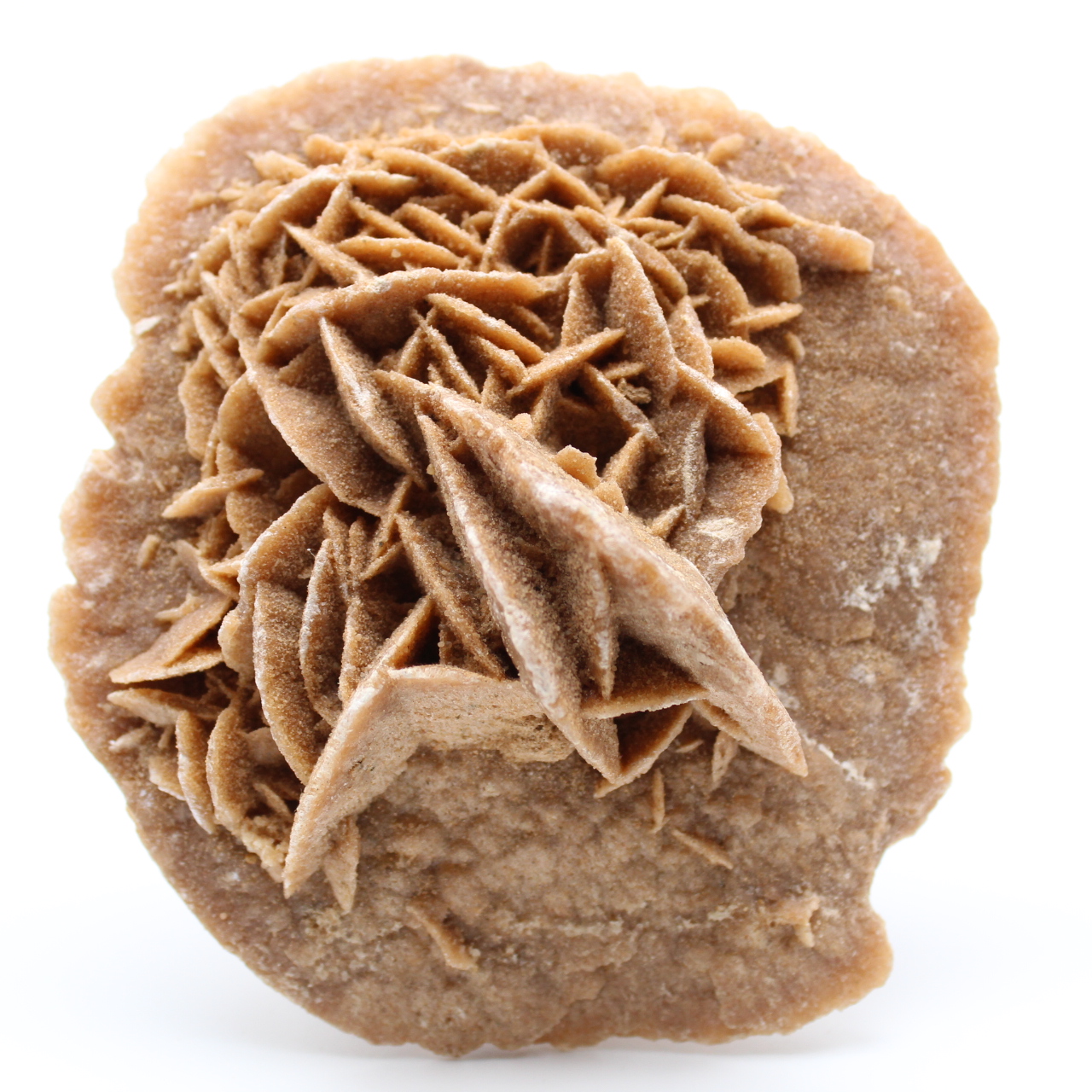 Rose des sables