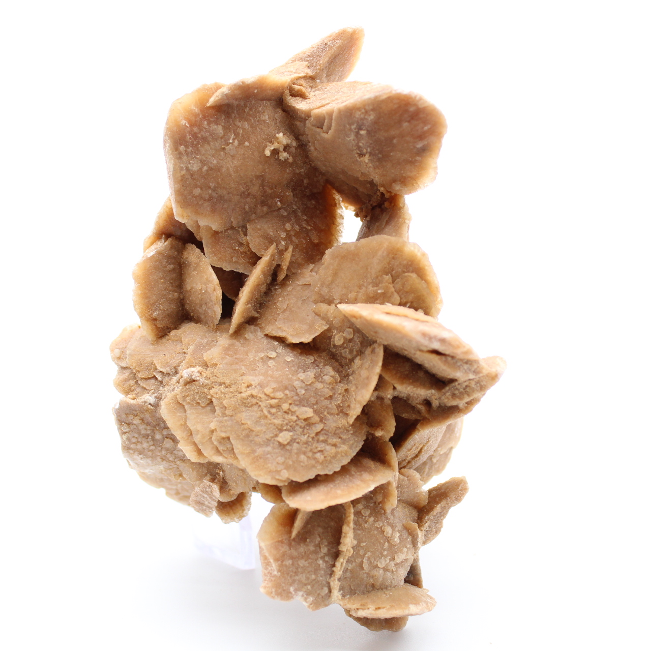 Rose des sables