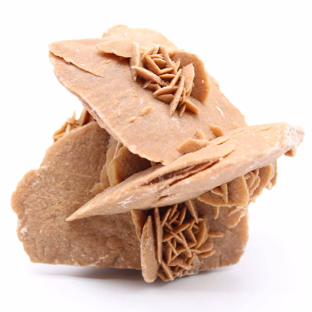 Rose des sables