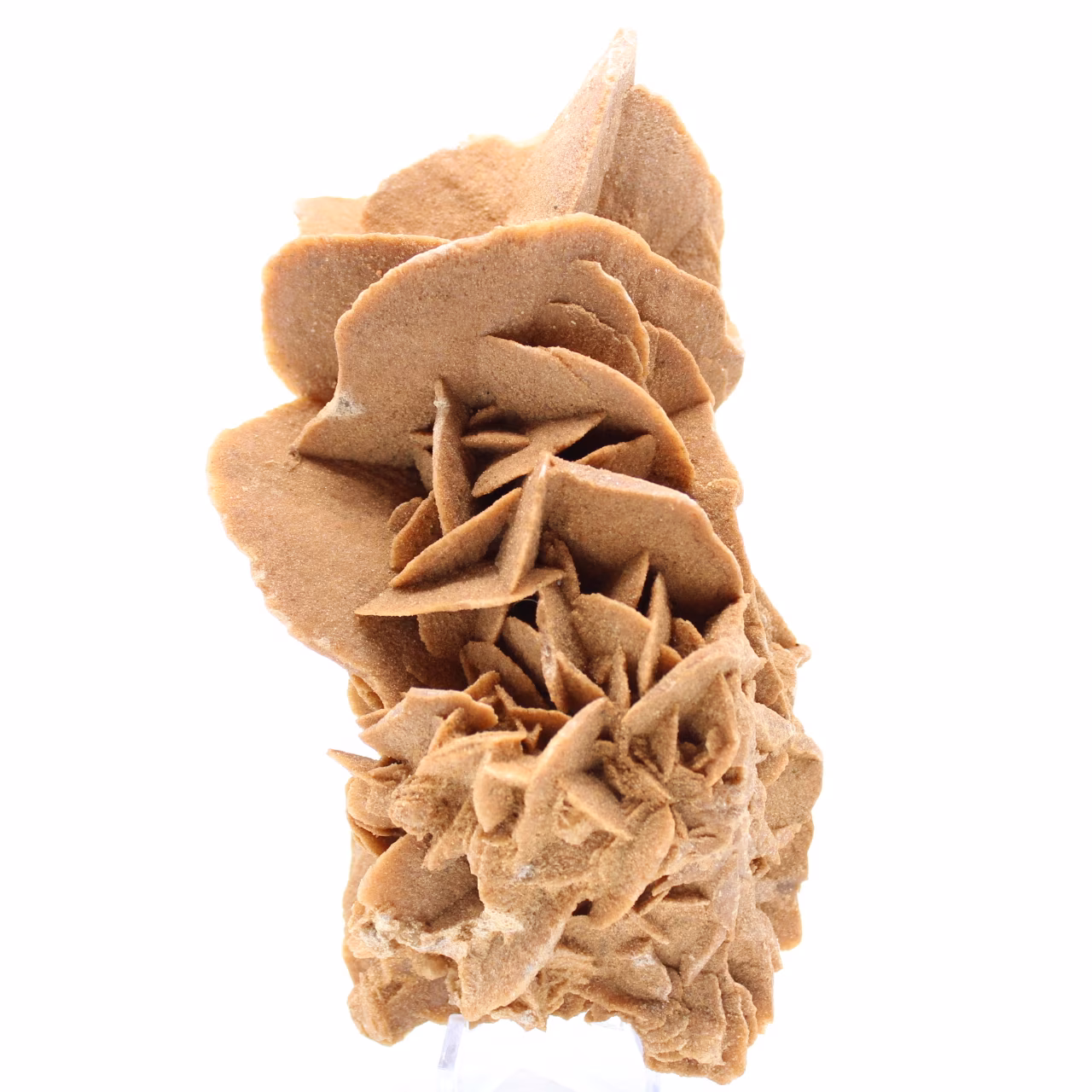 Rose des sables