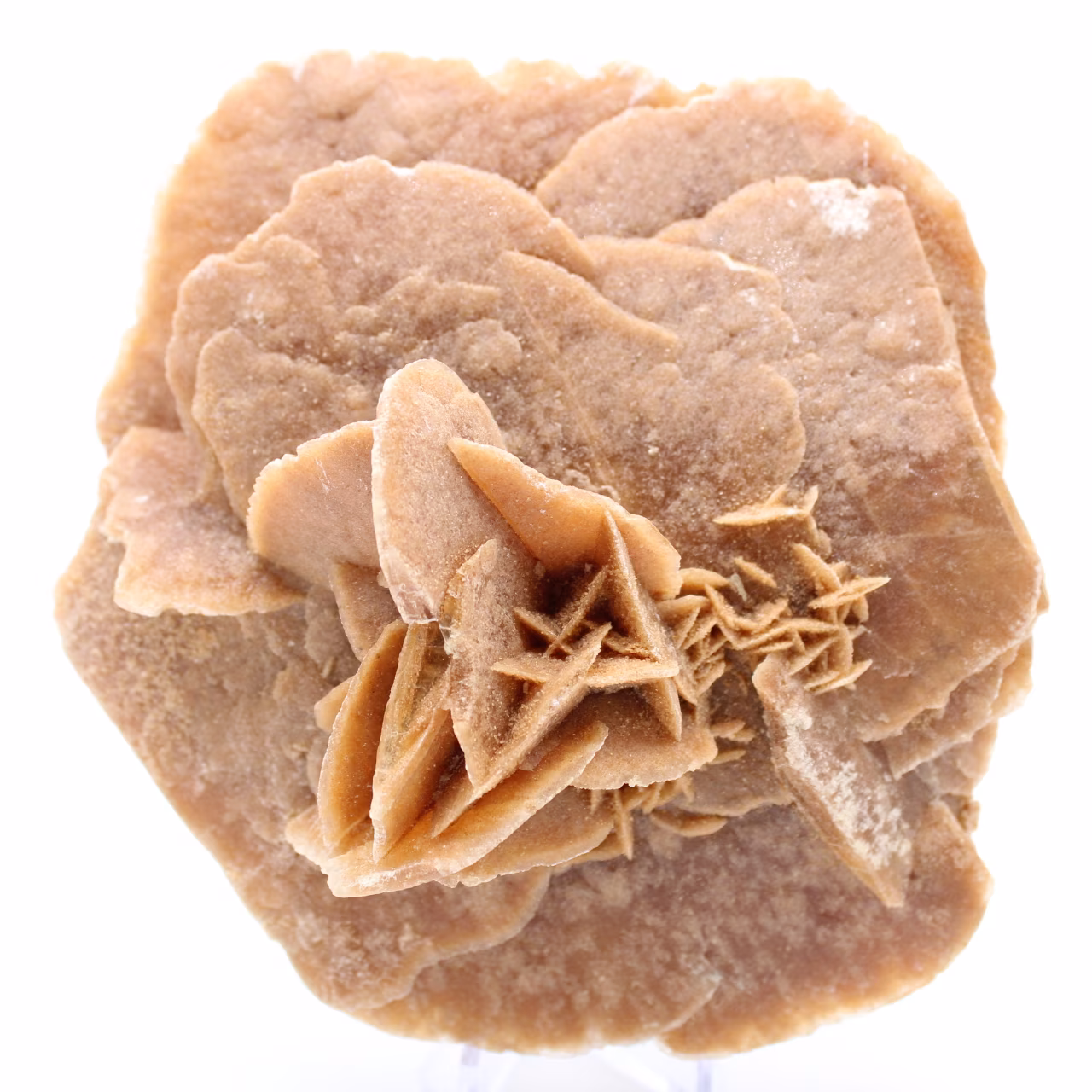 Rose des sables