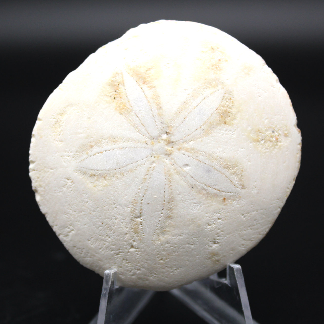 Scutella, oursin fossile
