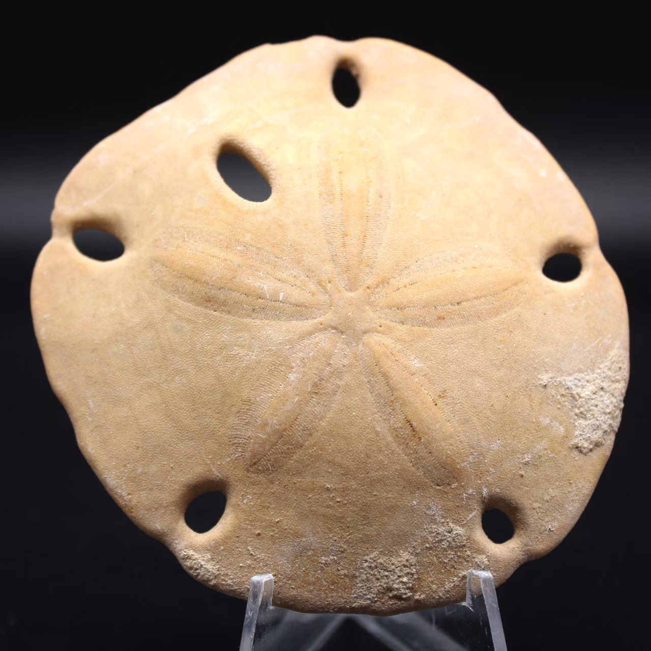 Scutella, oursin fossile