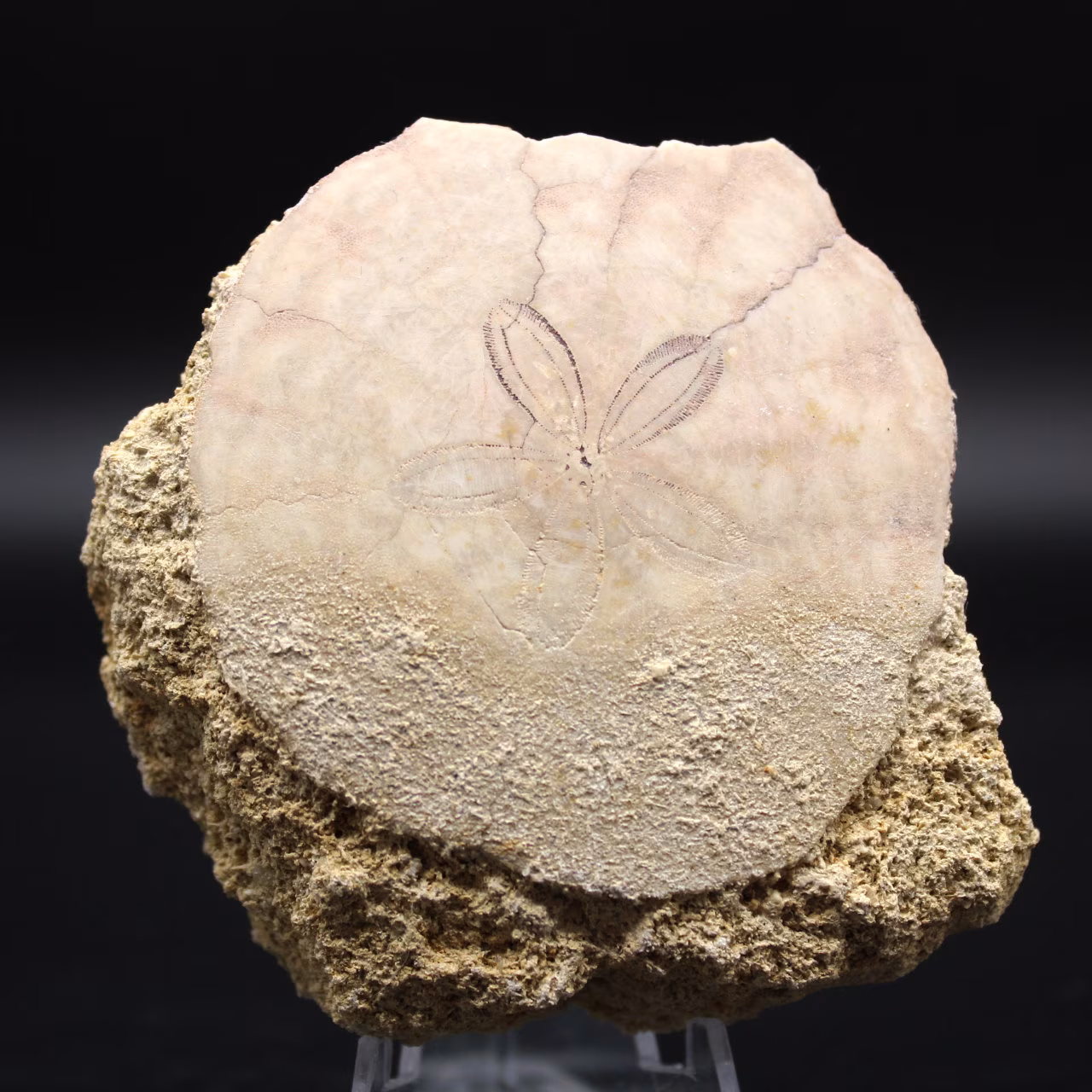 Scutella, oursin fossile