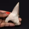 Fossile de dent de requin Otodus obliquus