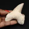 Dent fossile du Maroc, requin - 0