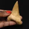 Dent fossilisée d’Otodus obliquus requin - 0