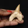 Fossile Otodus obliquus dent - 0