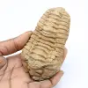 Fossile de trilobite - 0