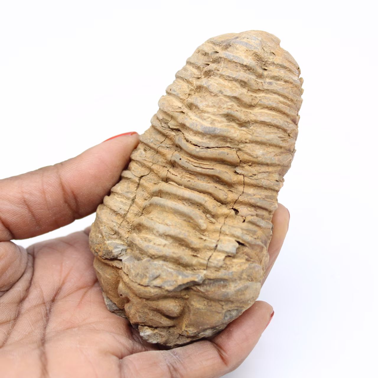 Fossile de trilobite