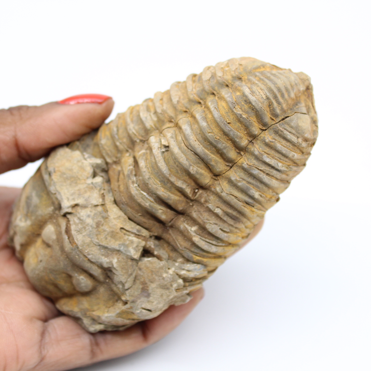 Fossile du Maroc trilobite