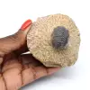 Trilobite sur matrice du Maroc - 0