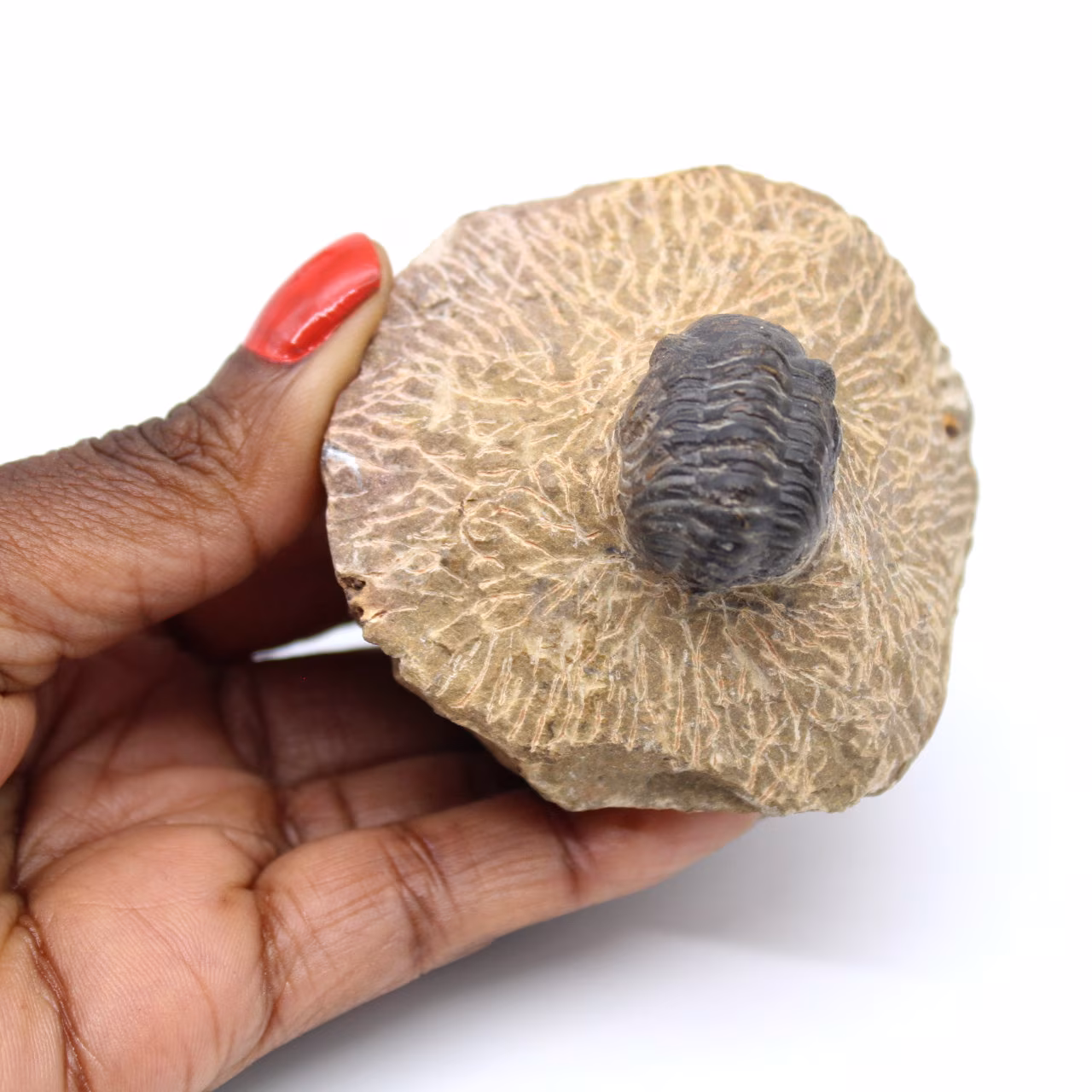 Trilobite sur matrice du Maroc