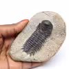 Trilobite fossile sur gange
