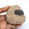 Fossile de trilobite dans matrice - 0