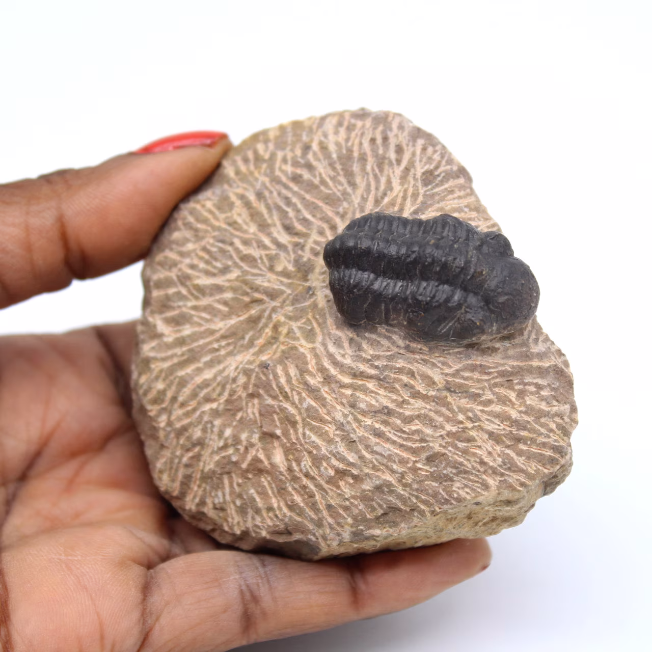 Fossile de trilobite dans matrice