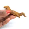 Coprolithe de reptile - 0