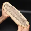Grand fossile de poisson - 0