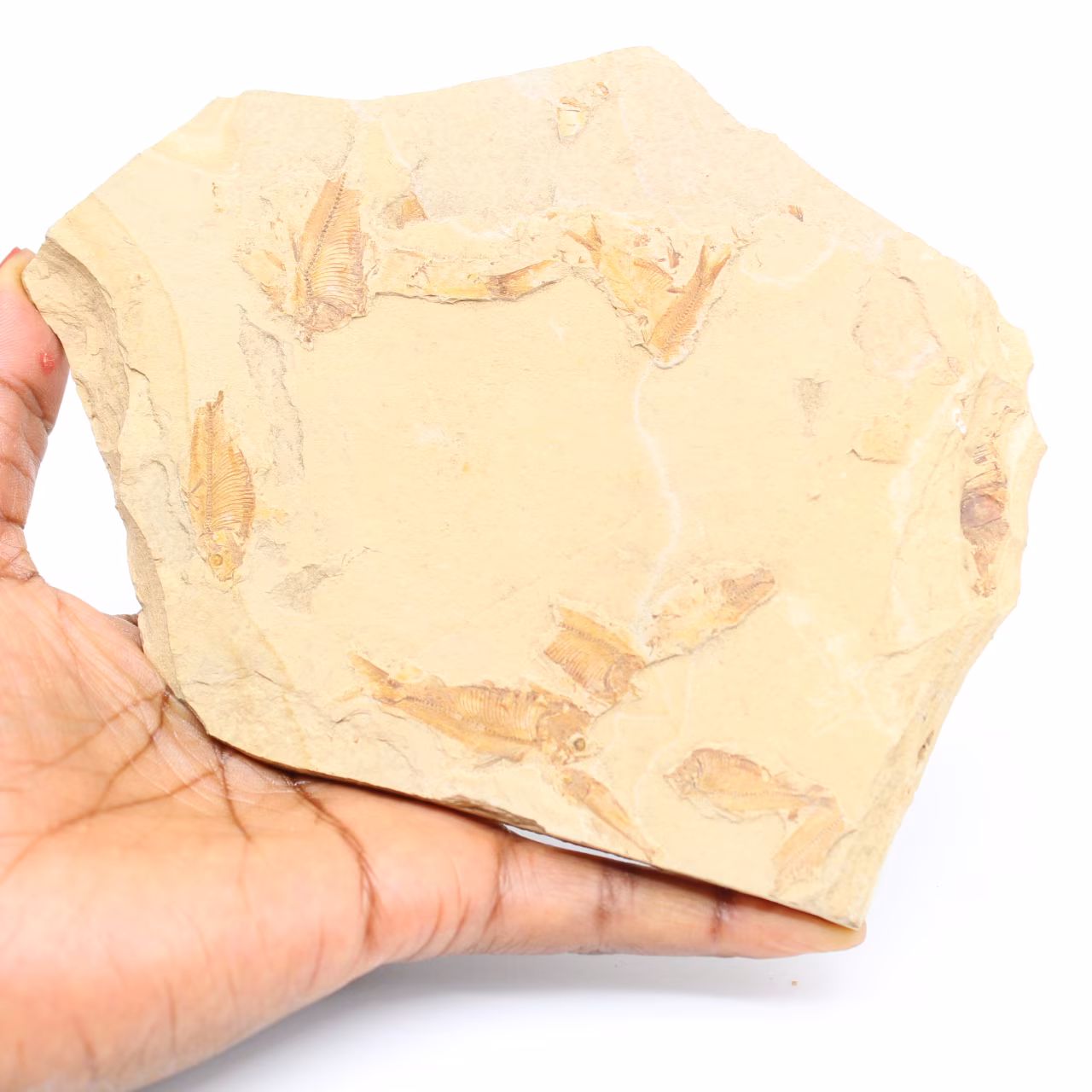 Fossile de poisson