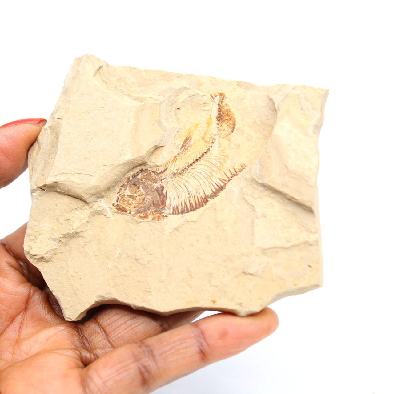 Fossilisation de poisson du Maroc