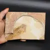 Fossile du poisson - 0